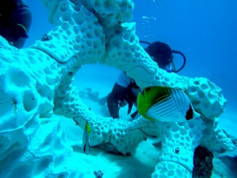 世界上最大的3D打印珊瑚礁安装在马尔代夫岛度假胜地