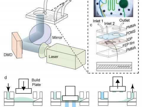 哈佛大学医学院《Adv Mater.》：数字光处理3D生物打印可调控梯度结构