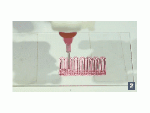 Technion研究人员3D打印用于组织植入的血管网络，有望消除移植排斥风险