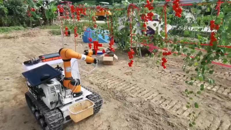 华南农业大学邹湘军教授团队原创的番茄采摘机器人。（图片由中国驻哥伦比亚使馆提供）