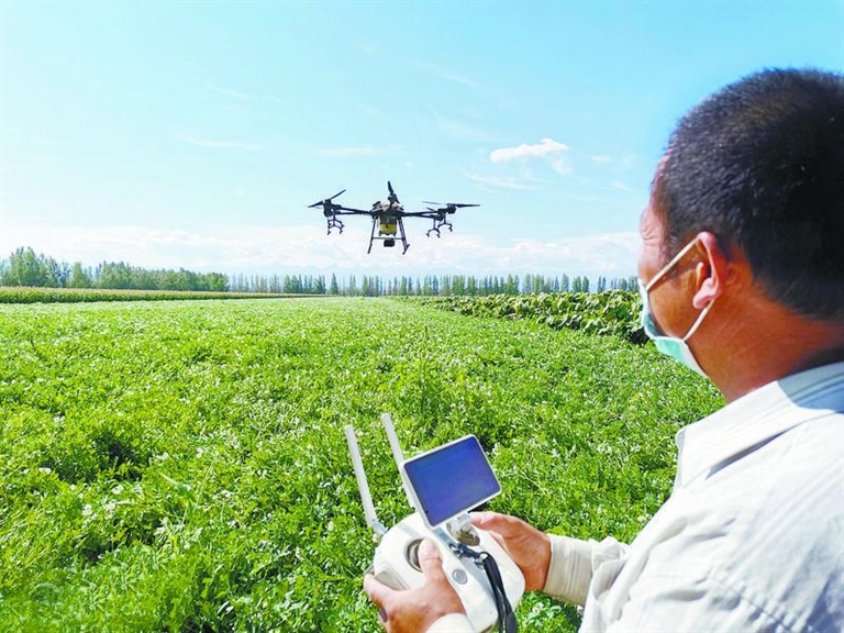 在六师奇台农场二十二连马铃薯地里，飞手正操纵无人机进行农药喷施作业（资料图片）。 郑海英 摄