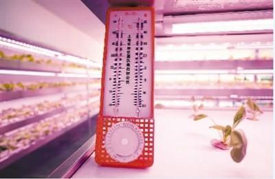 8月3日，在重庆市数谷农场的植物灯光工场内，温度计显示室内温度在26.5℃。刘 辉摄（人民视觉）