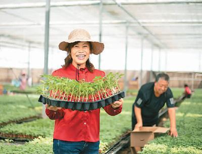 8月26日，在山东省东营市广饶县怡丰农业开发有限责任公司的高标准绿色智能育苗温室大棚里，工作人员正在对西红柿种苗进行装箱销售。刘云杰摄（人民视觉）