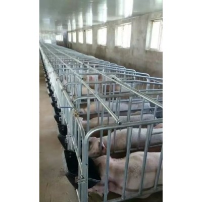 猪场母猪限位栏的安装与优点可定制