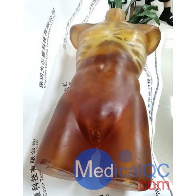 US-A02成人躯干模体图1