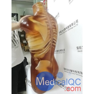 US-A02成人躯干模体图2