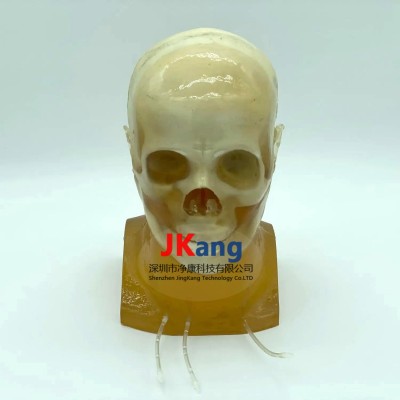 WEK-DSA03成人头部模型图1