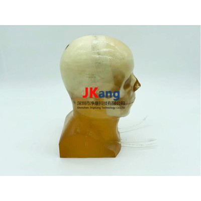 WEK-DSA03成人头部模型图2