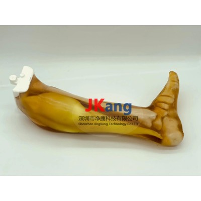 LG-A02成人腿部模体图2