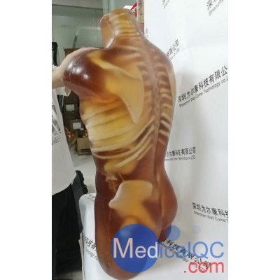 CT-A01成人躯干模体图2