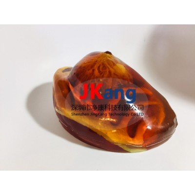 BT-A01乳房模体图2